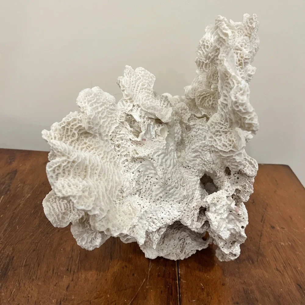 Huge Natural Lettuce Coral Skeleton Reef Specimen Coastal Shelf Decor 14x10.5x8